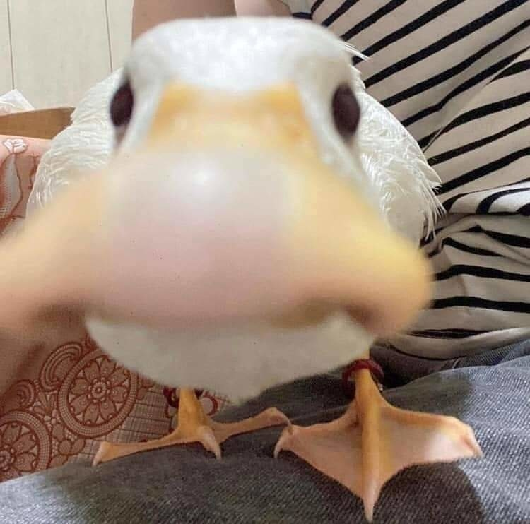 Omae